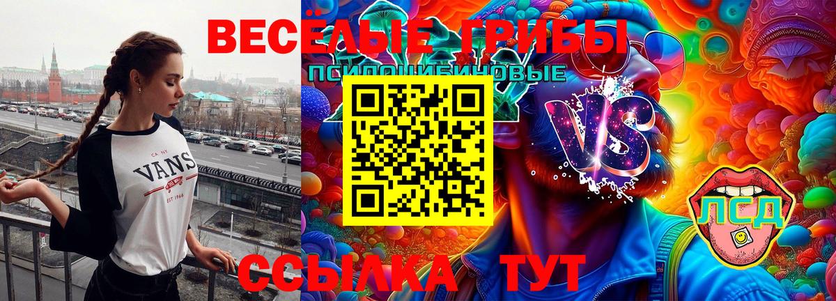 где купить   Вход с VPN  Павлово  Галлюциногенные грибы Psilocybe 